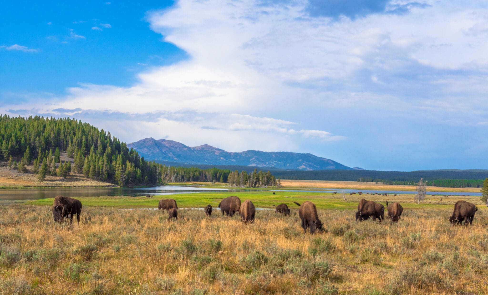 Yellowstone National Park One Day Trips - Upper and Lower Loops